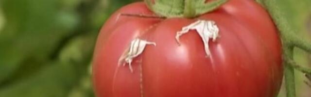 Posadite samo tri sadnice ove biljke uz paradajz: Povećaće njegov rod, rađaće kao lud