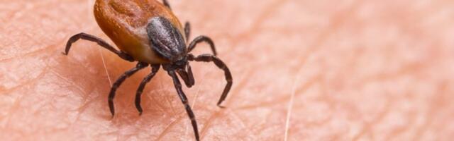 "Bivolje oko" je znak za uzbunu: Batut izdao hitno upozorenje – Krpelji su najaktivniji sada, evo šta nikako ne smete da radite!