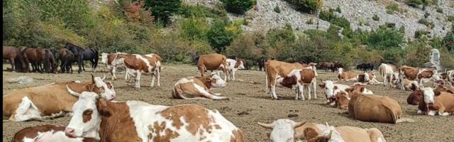 Hiljadu krava i konja na Suvoj planini dva dana bez vode