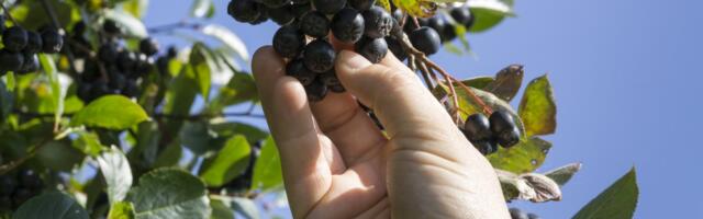 Da li ste čuli za ratluk od aronije? Panići proizvode voće a majstor iz Istanbula ga ručno pravi