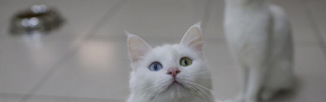 У Вили за мачке цвета живот: 120 малих Ванова у 2025.