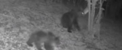 MAJKA I DETE U NESVAKIDAŠNJOJ ŠETNJI! Pogledajte šta su snimile nadzorne kamere na Tari (VIDEO)