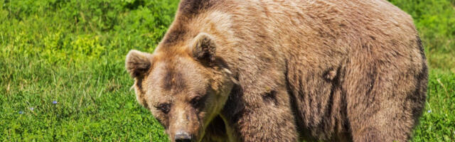 Medved napao čoveka u šumi, zadobio je teške povrede