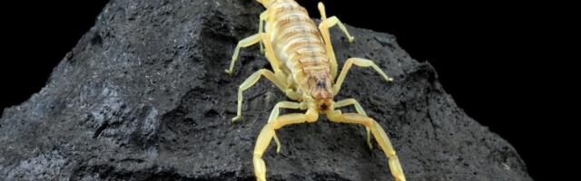 Razlog zbog kog je otrov jedne škorpije najskuplja tečnost na svetu