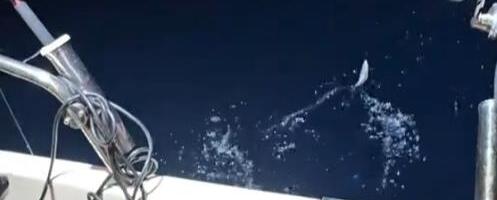 ŠOK U JADRANSKOM MORU! Ribari van sebe kad su videli STVORENJE KOJE JE IZAŠLO IZ VODE: Sija kao srebro, izgleda kao kaiš! Svi bruje o onom što je usledilo VIDEO