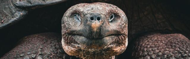 Restauracija budućnosti: Džinovske kornjače se vraćaju na Galapagos posle više od 150 godina