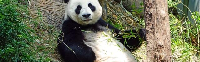 "Panda diplomatija": Kina šalje dve pande Sjedinjenim Američkim Državama