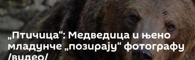„Птичица“: Медведица и њено младунче  „позирају“ фотографу /видео/