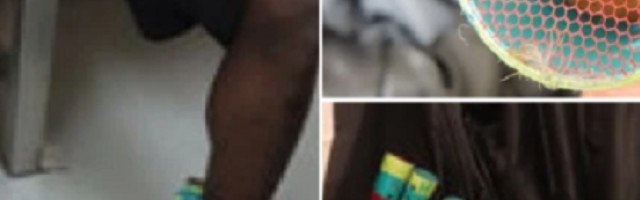 Krijumčar ptica zalepio oko tela 35 živih zeba uguranih u viklere za kosu, sledi mu oštra kazna!