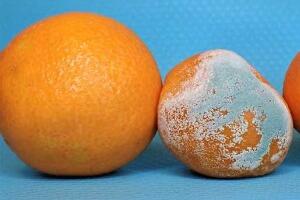 Технолог упозорава – не употребљавајте храну на којој је плесан, опасна је