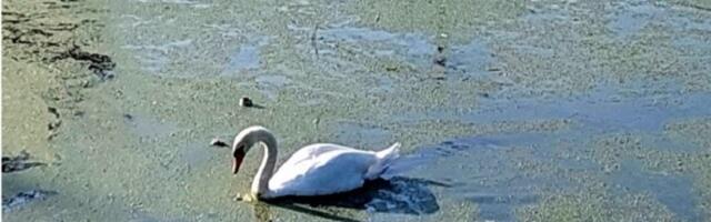 Deo Borče zarazna zona: Mrtvi labudovi u kanalu (FOTO)