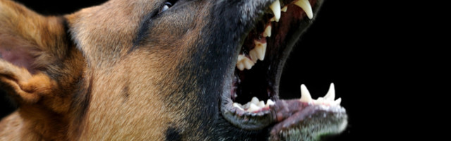 Veterinari objasnili kako da ga smirite