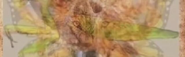 Koju životinju ste prvo videli? Ova viralna OPTIČKA ILUZIJA otkriva ŠTA VAS ČEKA u ovoj godini