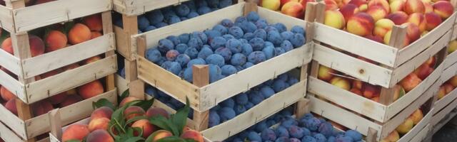 Zašto je voće u Srbiji poskupelo 68 odsto? Voćarstvo donosi veliki devizni priliv, a proizvođači na gubitku