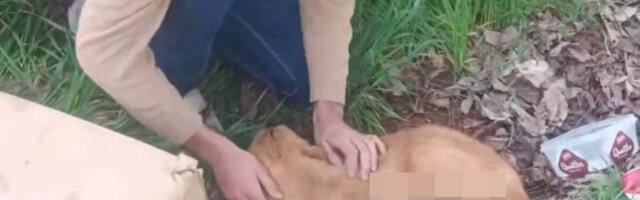 U okolini Niša pronađeno štene odsečenih nogu i genitalija: UPOZORAVAMO osetljive ljude na sadržaj