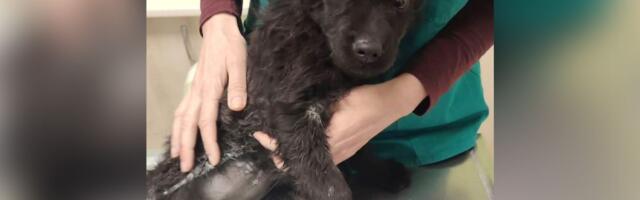 Zvezdica nije životno ugrožena: Štene koje su krpelji "cedili" u šumi dobilo terapiju, ima privremeni smeštaj