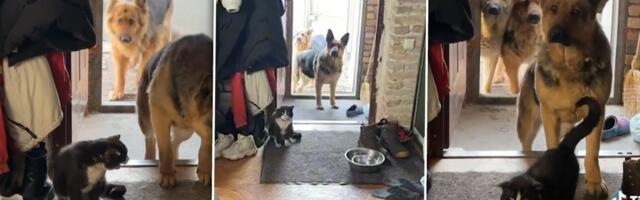 3 vučjaka ne smeju da uđu u kuću: Pogledajte ko im stoji na putu, snimak zapalio mreže (VIDEO)