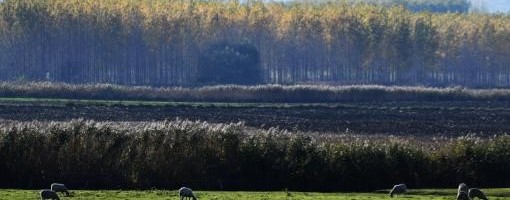 Danas uglavnom oblačno, ponegde s kišom