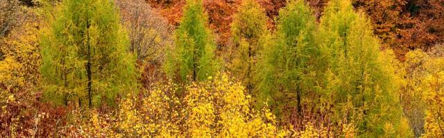 Jesenja dobrotvorna šetnja u nedelju na Fruškoj gori