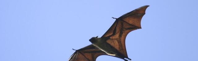 Zbrinuto 11 strogo zaštićenih slepih miševa: Zajednička akcija komunalaca i aktivista iz Sokobanje