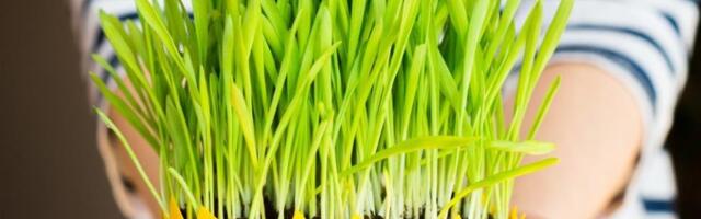 Kako da vam božićna pšenica bude savršena? Pomoću ovih jednostavnih caka, više je nikad neće kupiti u prodavnici