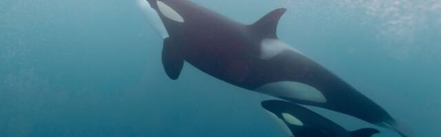 Naučnici zatečeni otkrićem o kitovima ubicama: Sada se menja sve što smo mislili da znamo o njima