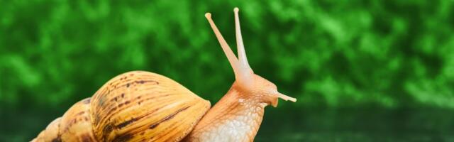 Omiljena biljka naših baka tera puževe bez otrova i guši korov: Posadite je jednom i rešili ste problem