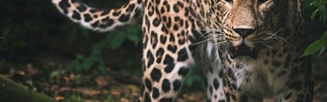 Broj leoparda u Indiji povećan u protekle četiri godine