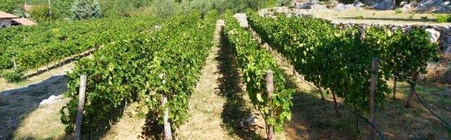 Uz „Dunav osiguranje“ do uspešne proizvodnje