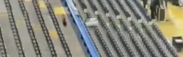 Neočekivani "gost" upao na meč Lige šampiona, ovo se ne viđa često