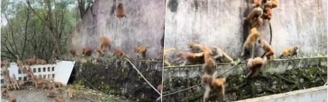 ARMIJA MAJMUNA IZVELA JURIŠ NA SELO! Stotine njih se sjurilo niz planinu, turisti stajali preplašeni i u šoku gledali INVAZIJU opasnih životinja! (FOTO/VIDEO)