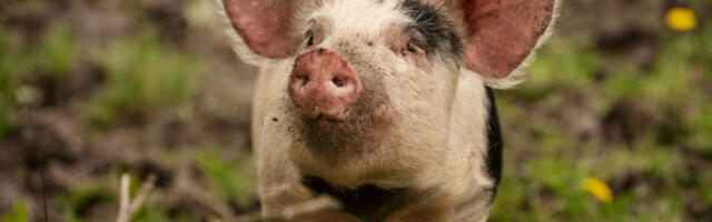 Блокада сертификата за извоз свињетине због афричке куге