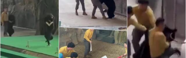 MEDVED ŠČEPAO RADNIKA U ZOO VRTU! Nemilosrdna zver nasrnula na svog DRESERA, gledao SMRTI U OČI! Osoblje HITNO priskočilo u pomoć nesrećnom čoveku! (VIDEO)