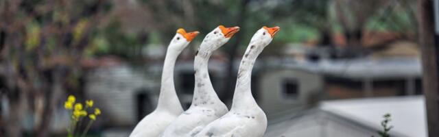 Mikloš čuva vojvođanski zanat koji nestaje: "Borimo se da bude kao što je nekada bilo"