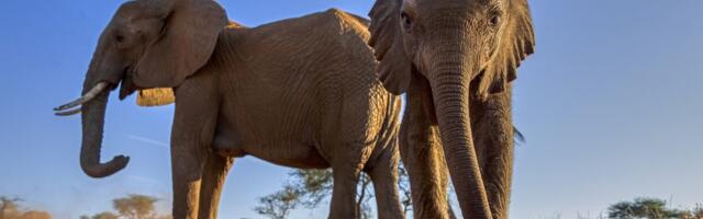 Protest u Keniji nakon što su slonovi usmrtili četiri osobe za nedelju dana