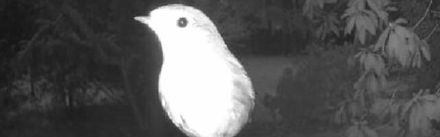 Postavio kameru u dvorište kuće, pa snimio scenu koja ga je prestravila: Da li vi primećujete isto?