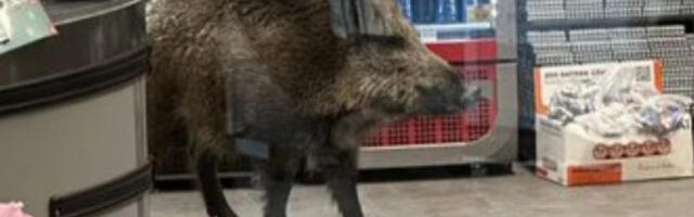 Epska bitka vepra i policije: Sa opremom za suzbijanje nereda ga jurili po radnji