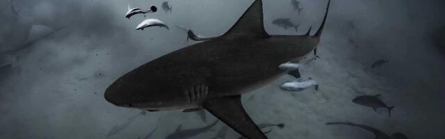 Bik ajkule formiraju društvene veze sa specifičnim „prijateljima“, otkriva istraživanje