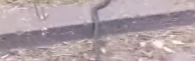Novosađani u panici: Šok prizor ih zaprepaistio, ogroman GMIZAVAC im uterao STRAH U KOSTI (VIDEO)