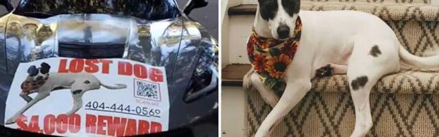 Čovek poklanja Chevy Corvette iz 2016. onome ko pronađe njegovog psa (VIDEO)