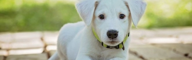 (VIDEO) PAS JE ČETIRI DANA LEŽAO NA MOSTU I GLEDAO U VODU! Scena koja SLAMA SRCA, a evo i zbog čega!