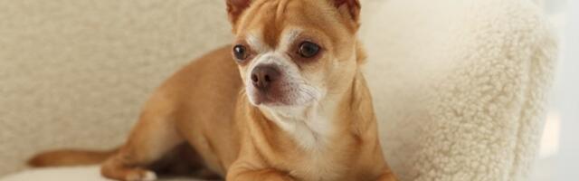 Veterinarka otkriva 5 rasa pasa koji NAJDUŽE ŽIVE