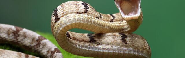 "Hrani zmiju da te ujede": Kinez čuvao otrovnicu, hranio je kad se razbolela, ona mu uzvratila na užasan način