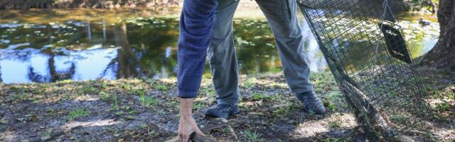 Hiljade iguana pada s drveća zbog ledenog talasa: Temperatura na Floridi najniža u poslednjih 100 godina