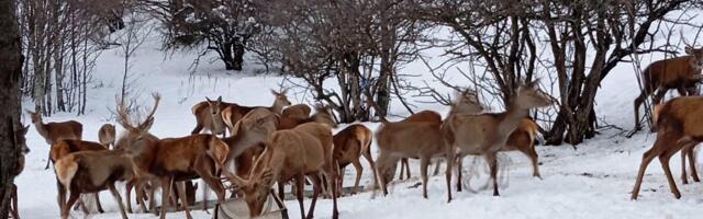Jeleni Galičice i hrabri rendžeri: Ponos makedonskog nacionalnog parka