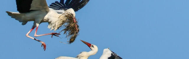 После 20 година беле роде се вратиле у Чернобиљ