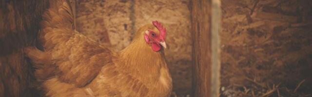 Održiv način za modifikaciju kokošijih gena da bi se izlegli korisni medicinski proteini