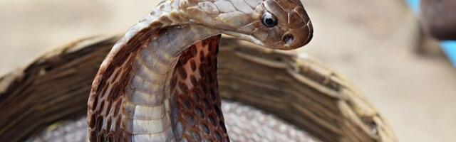 Nemački turista umro od ujeda kobre tokom predstave u Hurgadi