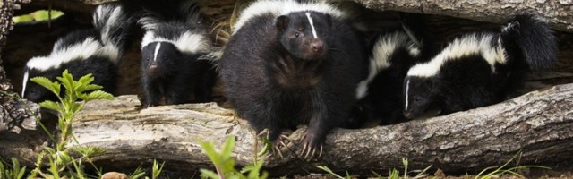 Ljubodrag Stojadinović: Upotreba tvorova