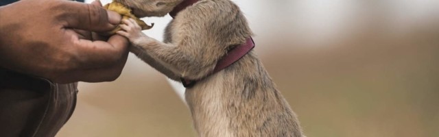 “Izvadio sam ga iz pitonovog kaveza i odlučio da mu poklonim život. Kasnije smo se dobro upoznali i zavoleli jedan drugog”